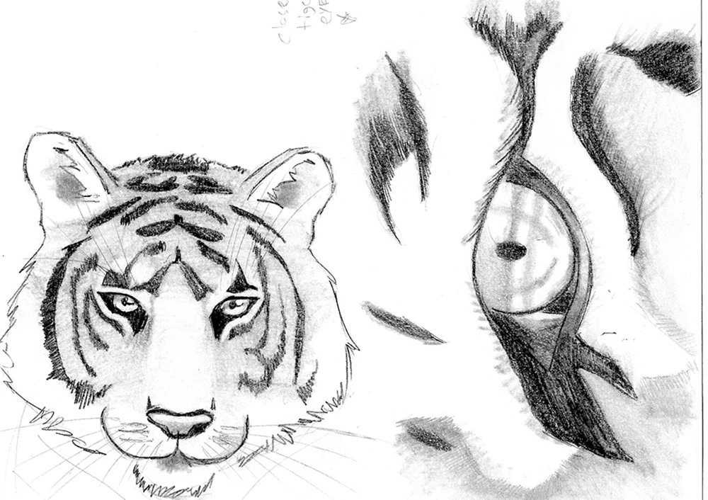 Tiger. Ausmalen