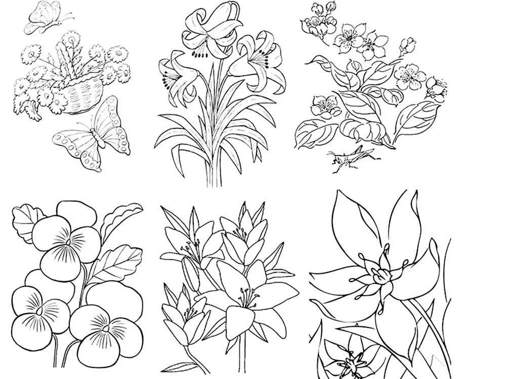 Blumen Bilder
