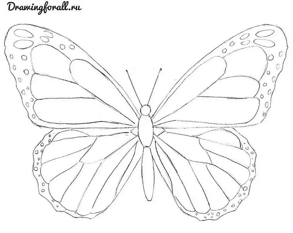 Schmetterling Bleistiftzeichnung zum Zeichnen