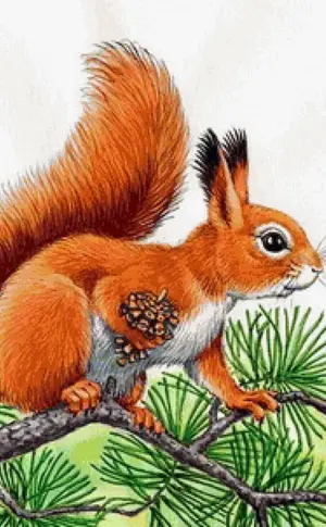 Eichhörnchen Zeichnung