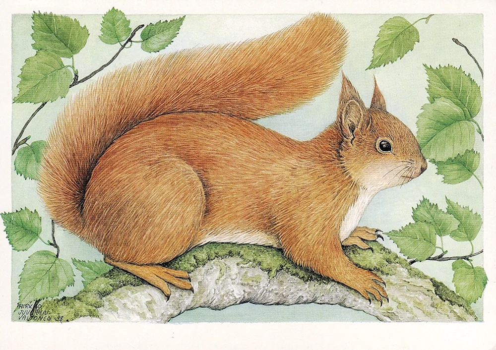Eichhörnchen Zeichnung