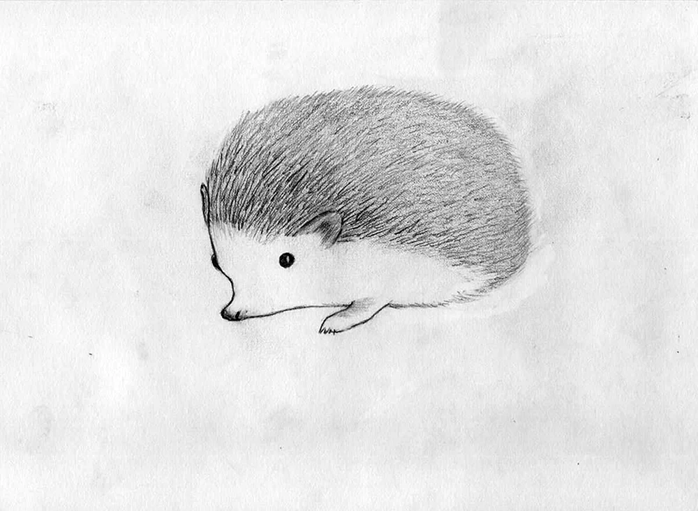 Igel Zeichnung