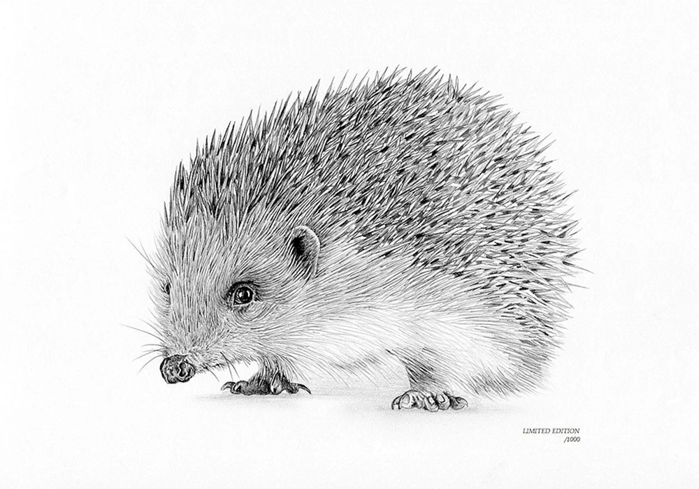Igel ausmalen für Kinder