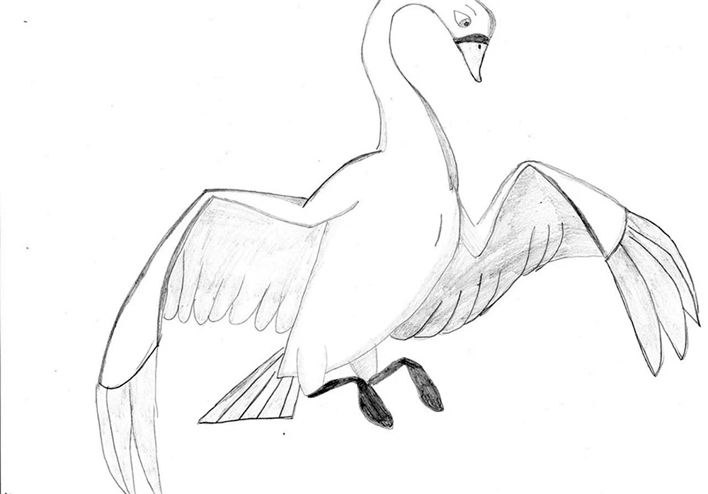 Schwan Zeichnung