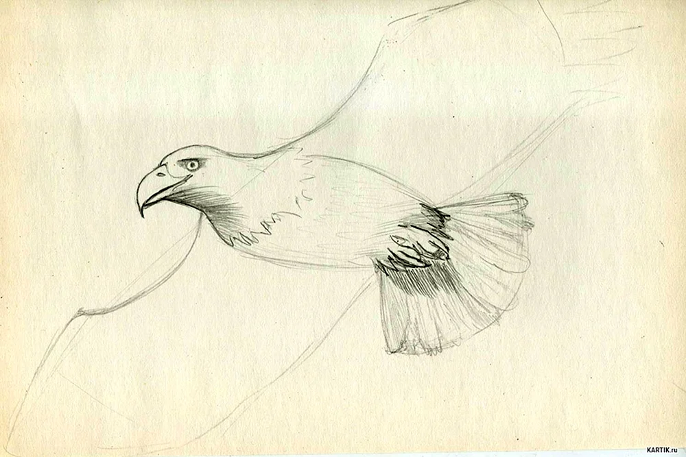 Adler Bleistiftzeichnung