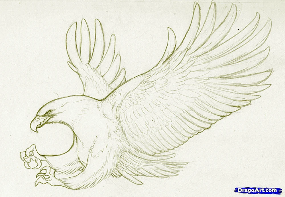 Bleistiftzeichnung eines Vogels zum Zeichnen