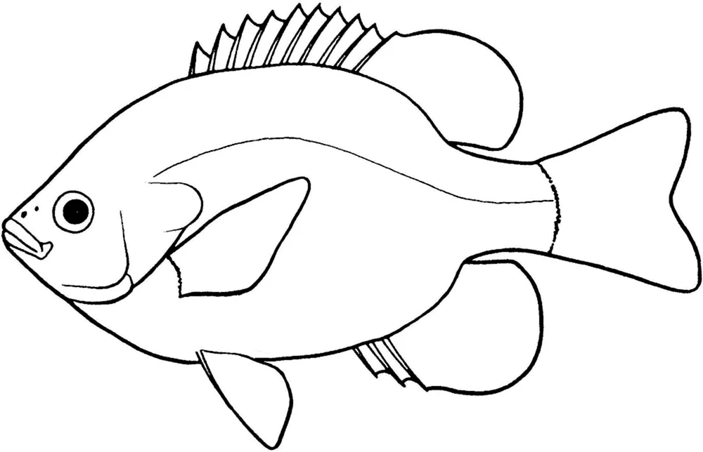 Fischzeichnung zum Ausmalen