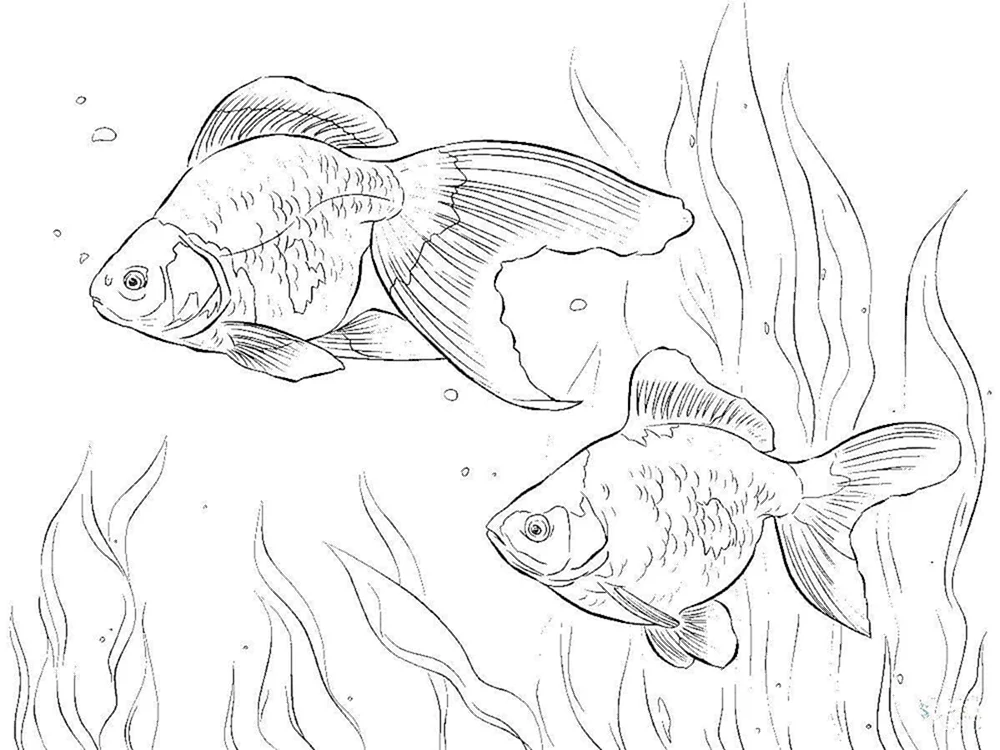Fischzeichnung zum Zeichnen