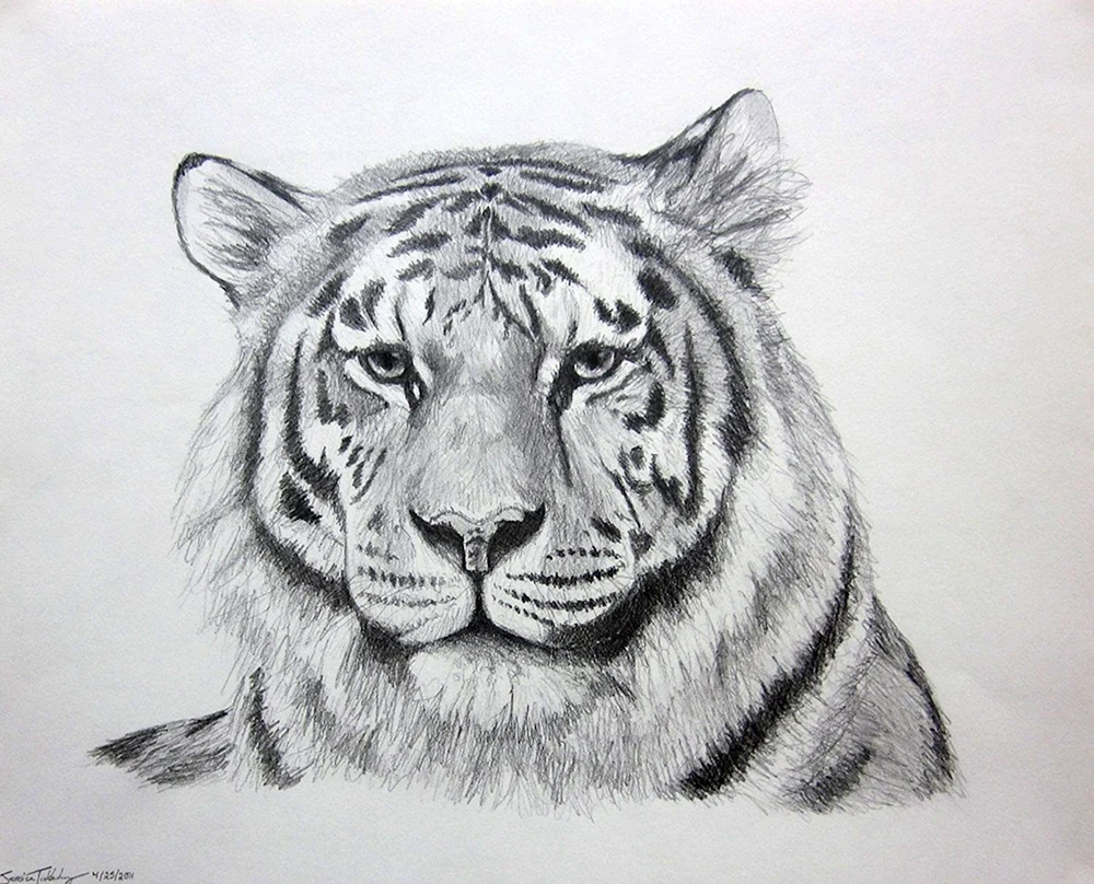Tiger Zeichnung