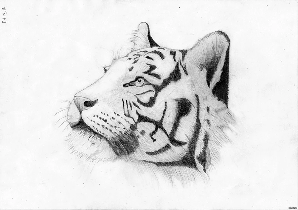 Tiger in Bleistift