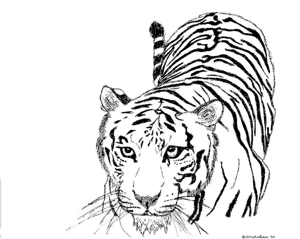 Tigerzeichnung in Bleistift zum Zeichnen
