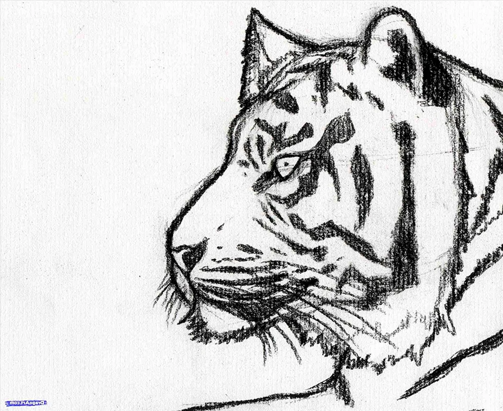 Tiger-Bleistiftzeichnung