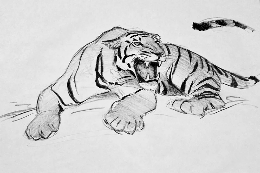 Tiger Zeichnung