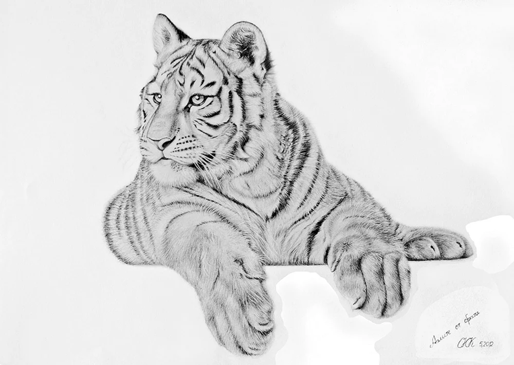 Zeichnung eines Tigers in Bleistift zum Zeichnen