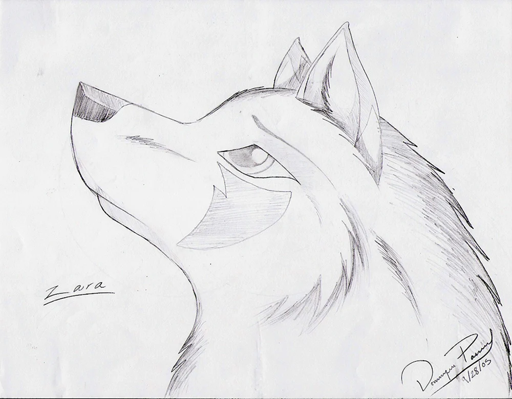 Wolf Zeichnung in Bleistift zum Zeichnen