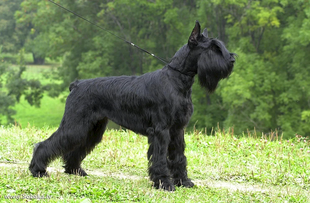 Riesenschnauzer