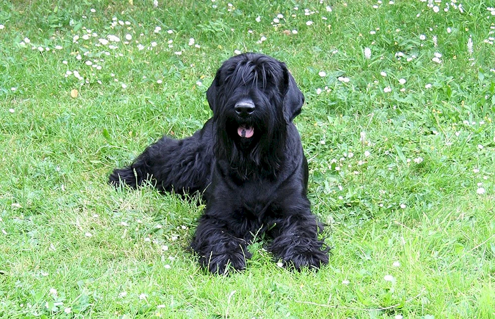 Risenschnauzer