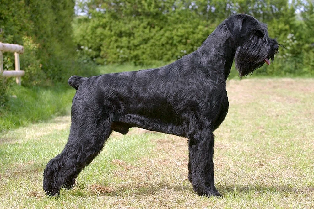 Reese Schnauzer ungeschnitten