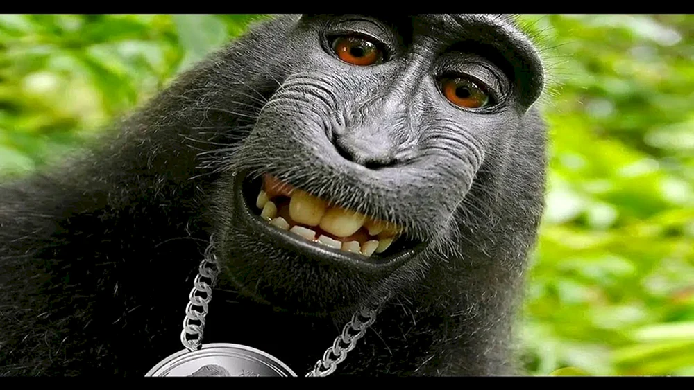 Finalisten des Comedy Wildlife Photography Awards 2019
