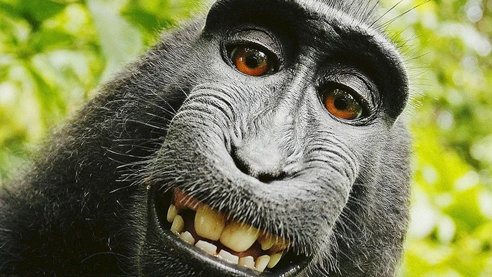 Lustige Tiere