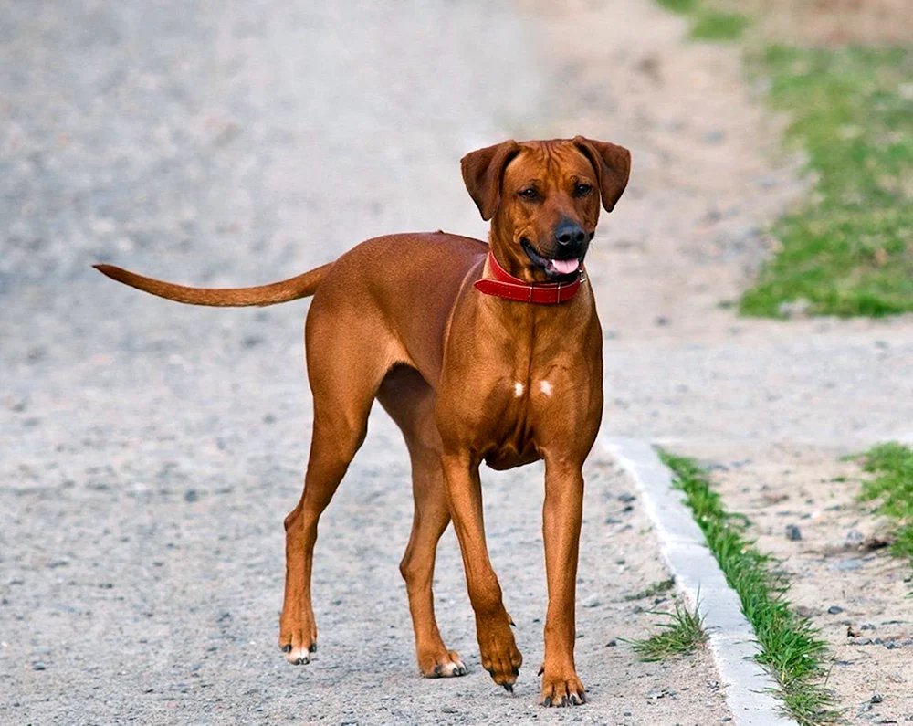 Rhodesian Ridgeback