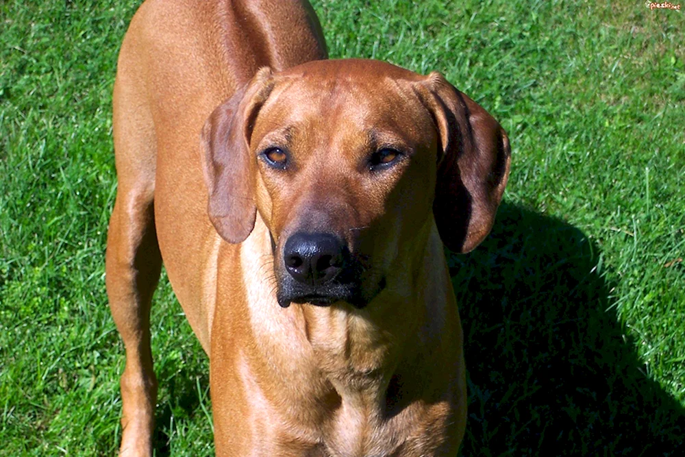 Rhodesian Ridgeback