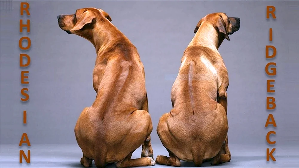 Rhodesian Ridgeback. Ridgeback