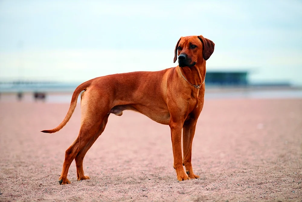 Rhodesian Ridgeback