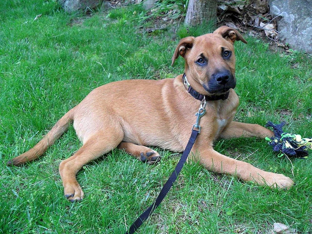 Rhodesian Ridgeback-Mischling