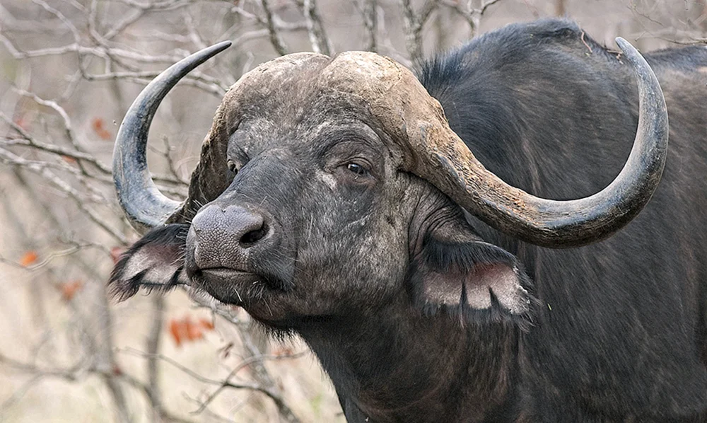 Waldantilope Bongo