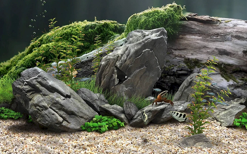 Blaues Aquarium