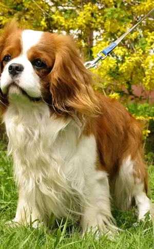 Royal King Charles spaniel