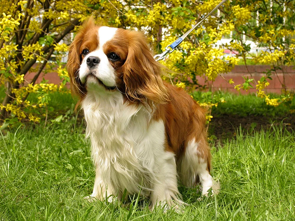 Royal King Charles spaniel