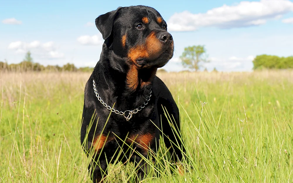 Rottweiler Sennenhund