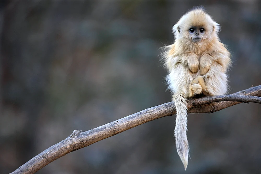 Gorilla albino
