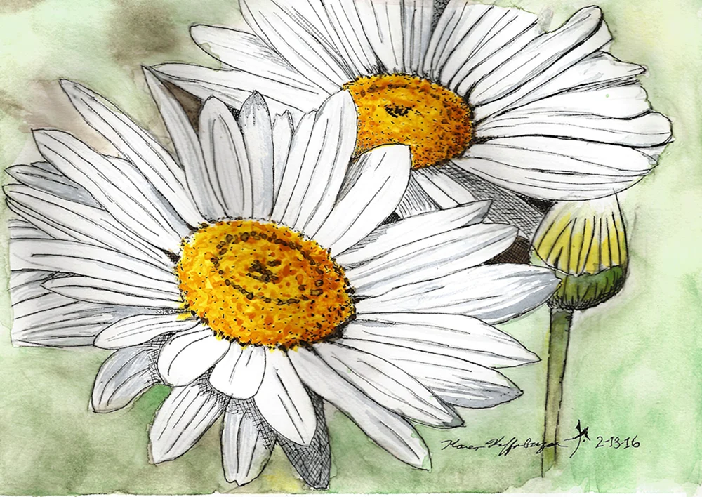 Gänseblümchen Bleistiftzeichnung
