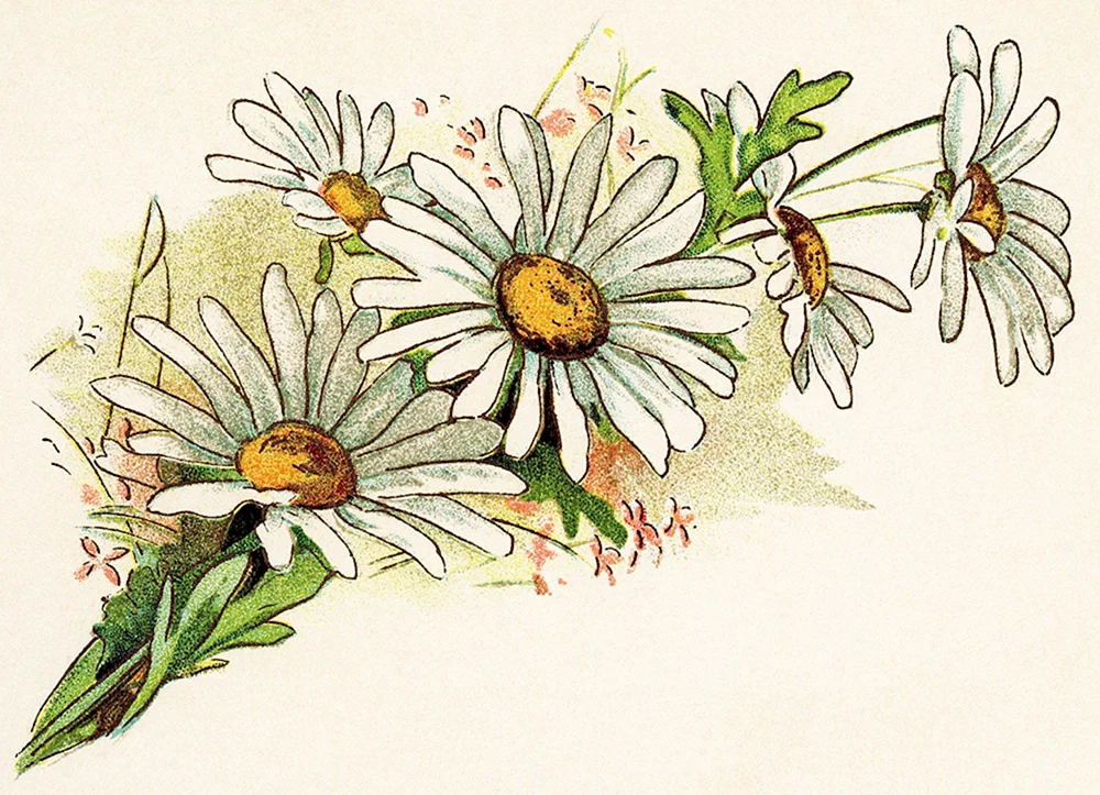 Gänseblümchen Zeichnung