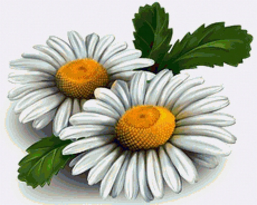 Gänseblümchen auf weißem Hintergrund