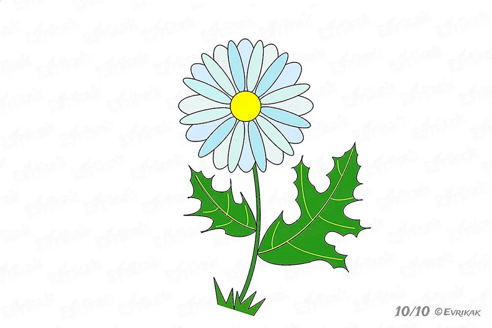 Gänseblümchen.
