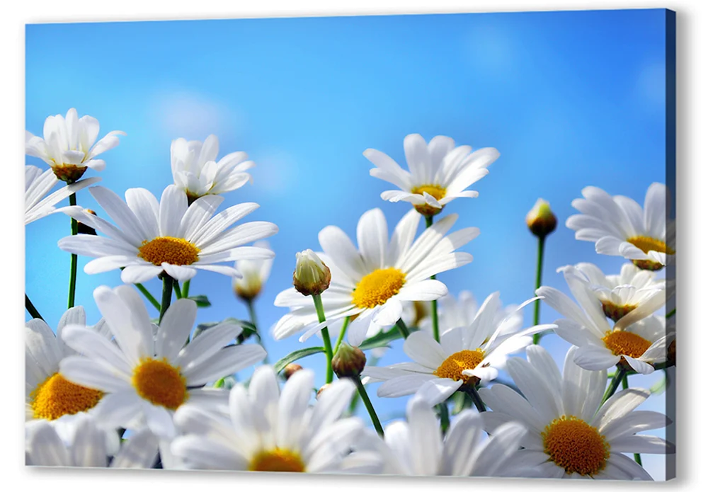 Daisies