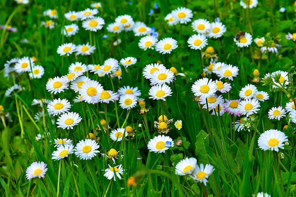 Gänseblümchenblüten