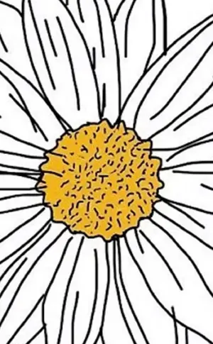 Gänseblümchen Blume