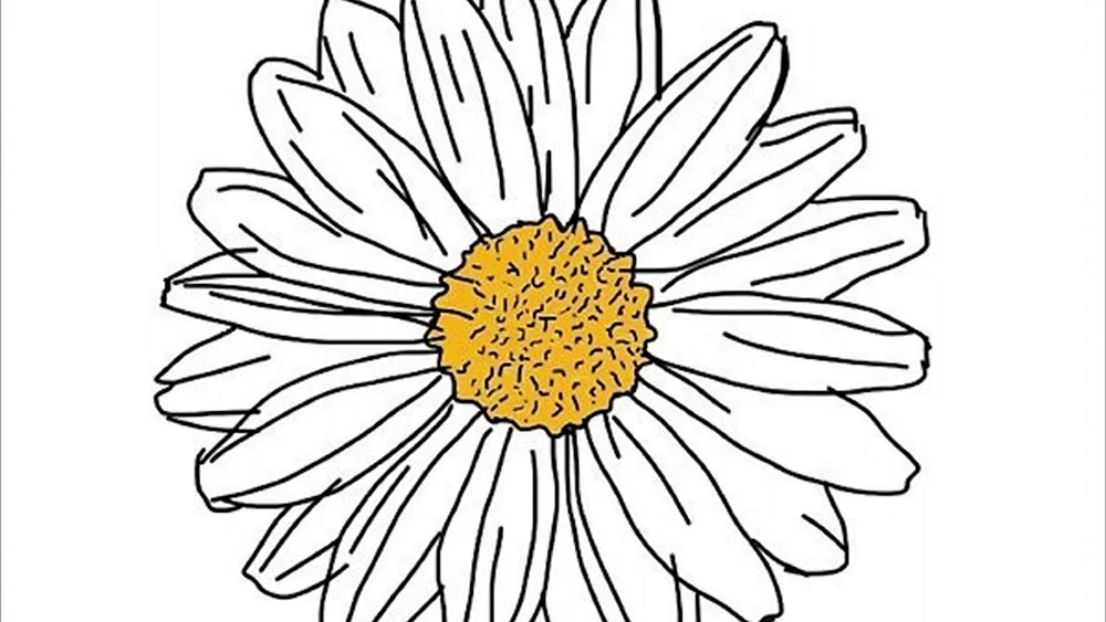Gänseblümchen Blume