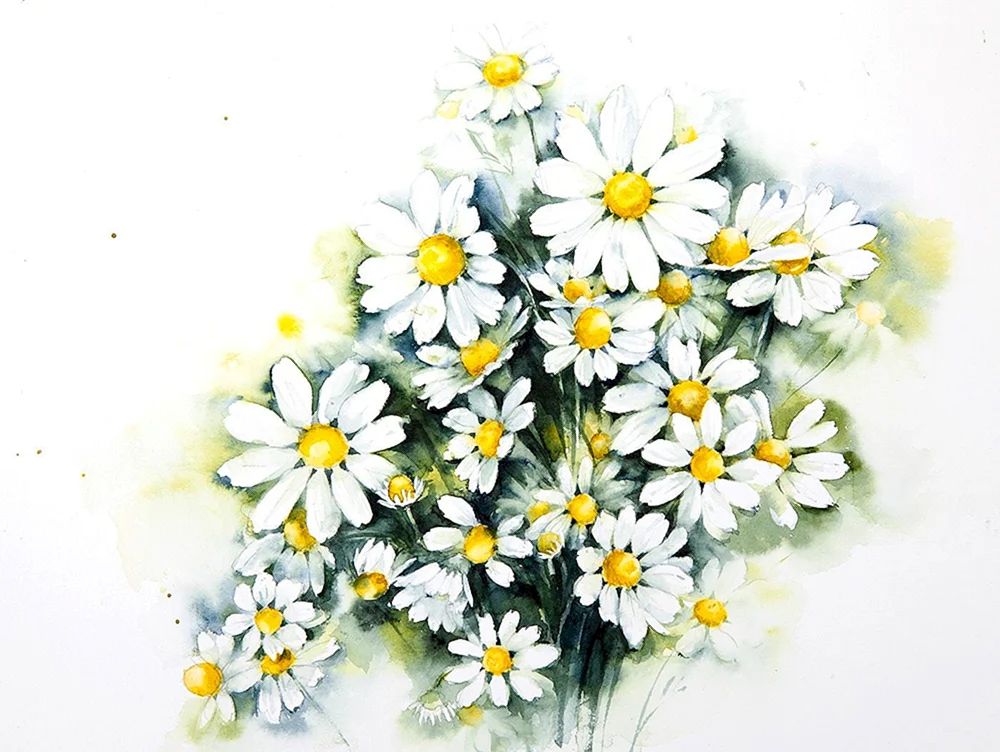 Gänseblümchen sieben Blumen