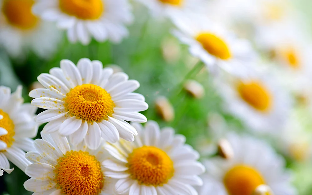 Daisy wallpaper