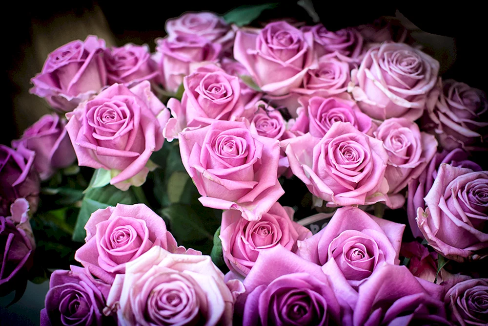 Rosa Black Magic
