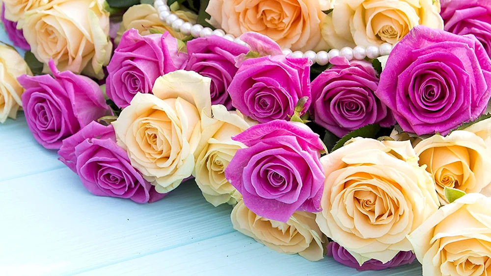Schöne Rosen