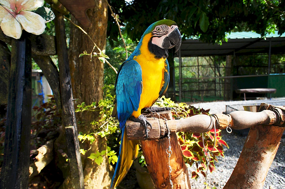 Zoo Rostow Ara-Papageien