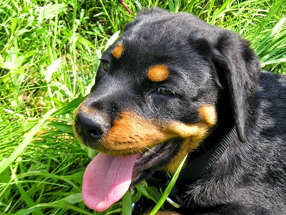 Hovawart Hund