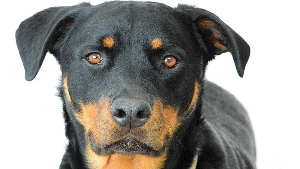 Rotweiler